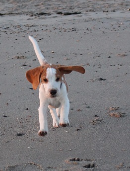 18.09.2015 fliegender Beagle