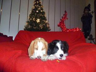 24.12.2012 Chili und Pepper1 24.12.2012 Chili und Pepper1