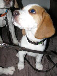4-11-2012 Sir Henry 4-11-2012 Sir Henry