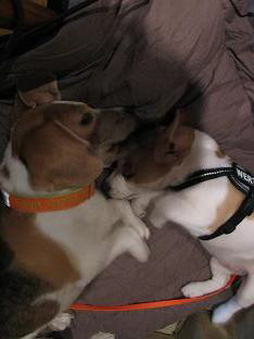 4.11.2012 Pearl mit Chili 4.11.2012 Pearl mit Chili