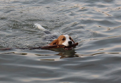 04.07.2015 Rose schwimmt